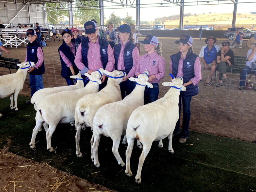School Students in Sheep competition showing their sheep