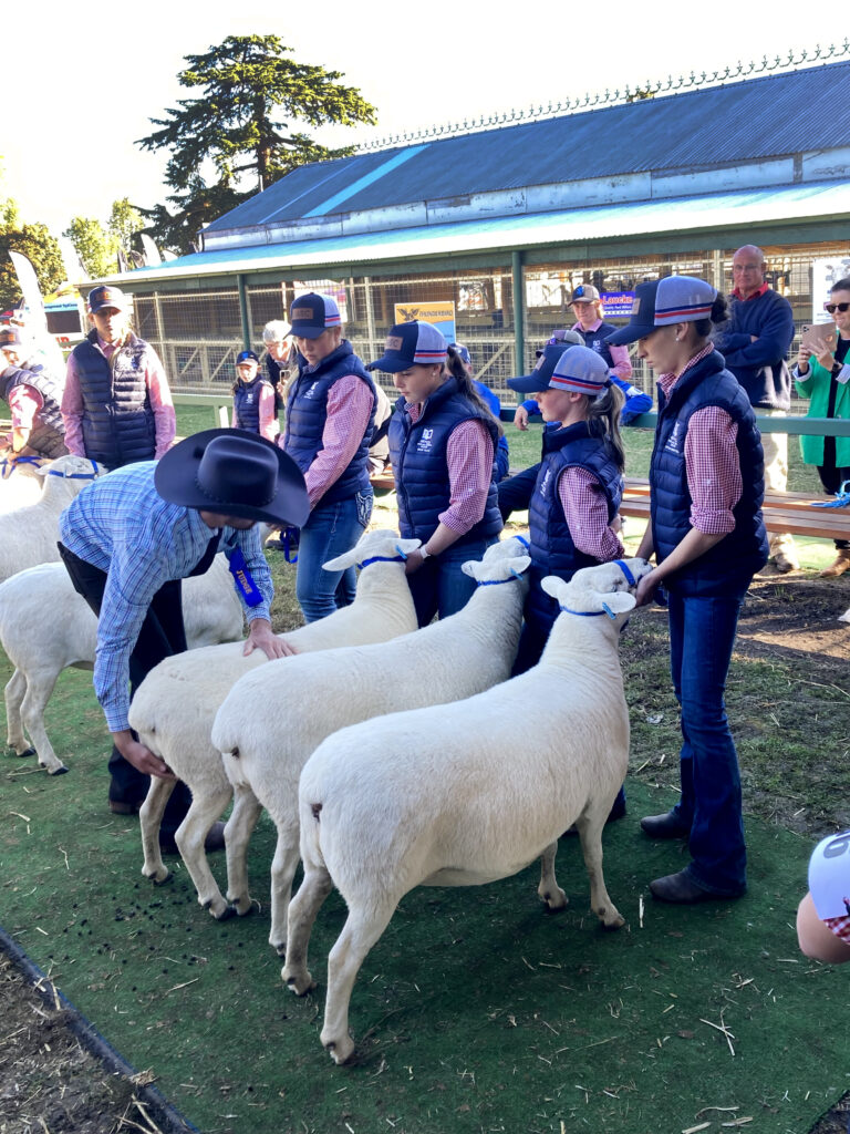 Students at Bathurst School participate in Sheep Competition